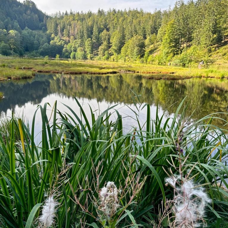 Landschaft mit Wald und See Landschaft mit See