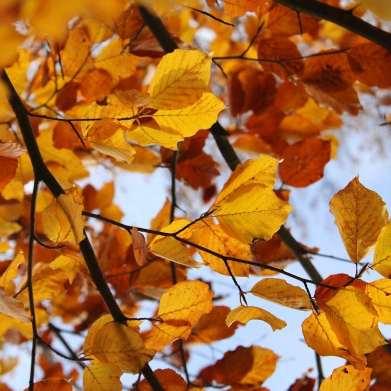 Herbst Herbst